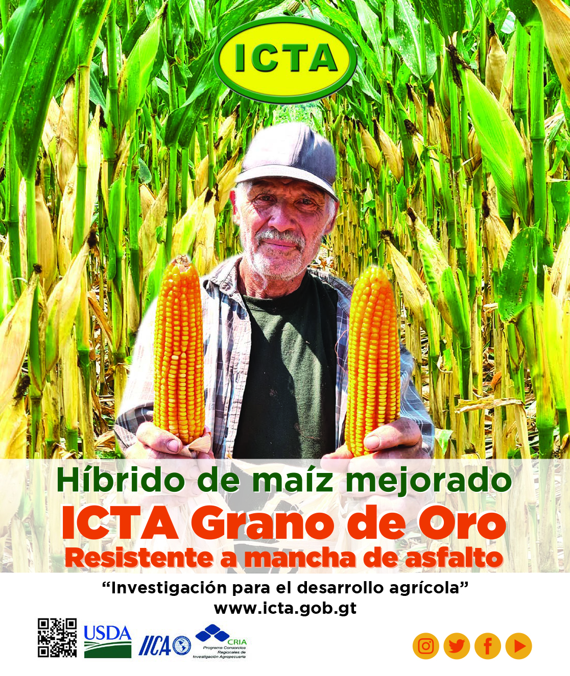 Maíz,biofortificada, Grano de Oro Híbrido